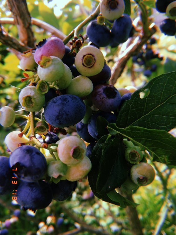 Blueberry Lavender